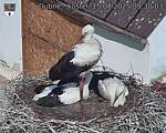 Capi_Dubne_20250715_093003.jpg