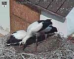Capi_Dubne_20250715_094004.jpg