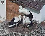 Capi_Dubne_20250715_095503.jpg
