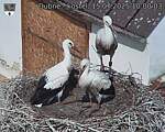 Capi_Dubne_20250715_100003.jpg