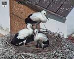Capi_Dubne_20250715_100503.jpg