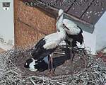 Capi_Dubne_20250715_101503.jpg