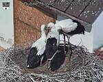 Capi_Dubne_20250715_102003.jpg