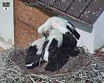Capi_Dubne_20250715_102503.jpg