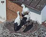 Capi_Dubne_20250715_103003.jpg