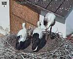Capi_Dubne_20250715_105503.jpg