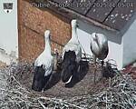 Capi_Dubne_20250715_110504.jpg