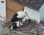 Capi_Dubne_20250715_111003.jpg