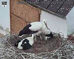 Capi_Dubne_20250715_111503.jpg