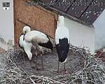 Capi_Dubne_20250715_113503.jpg
