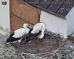 Capi_Dubne_20250715_115503.jpg