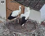 Capi_Dubne_20250715_120003.jpg
