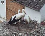 Capi_Dubne_20250715_121503.jpg