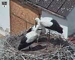 Capi_Dubne_20250715_122503.jpg