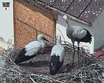 Capi_Dubne_20250715_123003.jpg