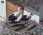 Capi_Dubne_20250715_123503.jpg