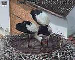 Capi_Dubne_20250715_130503.jpg