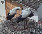 Capi_Dubne_20250715_131502.jpg