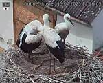 Capi_Dubne_20250715_132003.jpg