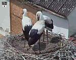 Capi_Dubne_20250715_132503.jpg