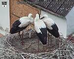 Capi_Dubne_20250715_133003.jpg