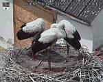 Capi_Dubne_20250715_134002.jpg