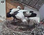 Capi_Dubne_20250715_134503.jpg