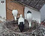 Capi_Dubne_20250715_140504.jpg