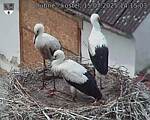 Capi_Dubne_20250715_141503.jpg