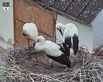 Capi_Dubne_20250715_142003.jpg