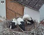 Capi_Dubne_20250715_143503.jpg