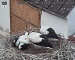 Capi_Dubne_20250715_144003.jpg