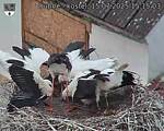 Capi_Dubne_20250715_151503.jpg