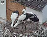 Capi_Dubne_20250715_152503.jpg