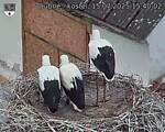 Capi_Dubne_20250715_154002.jpg