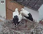 Capi_Dubne_20250715_161002.jpg