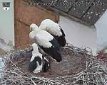 Capi_Dubne_20250715_165505.jpg