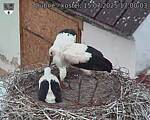 Capi_Dubne_20250715_170003.jpg