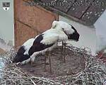 Capi_Dubne_20250715_170503.jpg