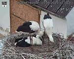 Capi_Dubne_20250715_171003.jpg