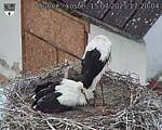 Capi_Dubne_20250715_172004.jpg