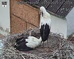 Capi_Dubne_20250715_172505.jpg