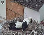 Capi_Dubne_20250715_173003.jpg