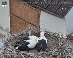 Capi_Dubne_20250715_174003.jpg