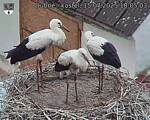 Capi_Dubne_20250715_180503.jpg