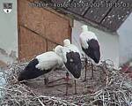 Capi_Dubne_20250715_181503.jpg