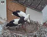 Capi_Dubne_20250715_182003.jpg