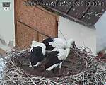 Capi_Dubne_20250715_183003.jpg