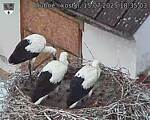 Capi_Dubne_20250715_183503.jpg