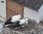 Capi_Dubne_20250715_185003.jpg